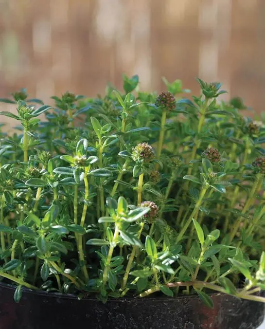Hr1137 Summer Savory 1