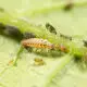 Beneficial Chrysopa (Lacewing) 1