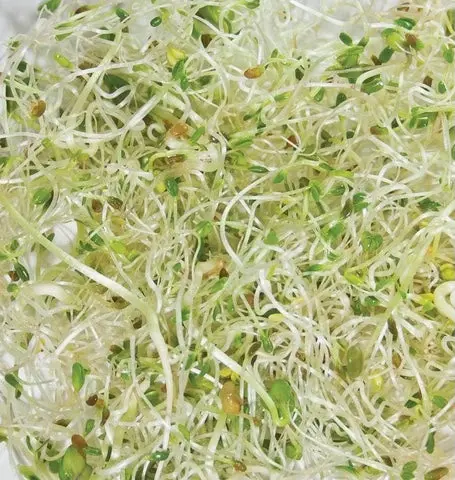 Ss251 Go Go Mix Sprouts 1