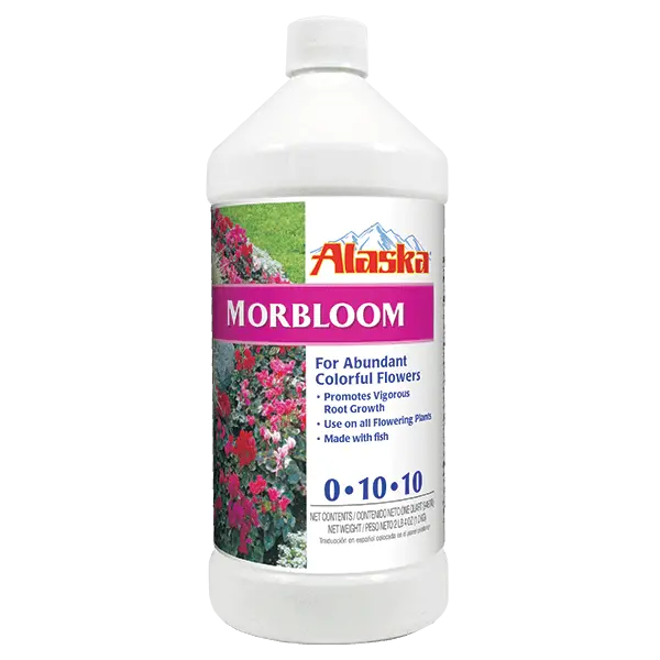 Alaska Morbloom 1