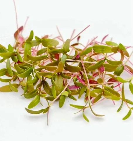 Mg519 Microgreens Amaranth 1