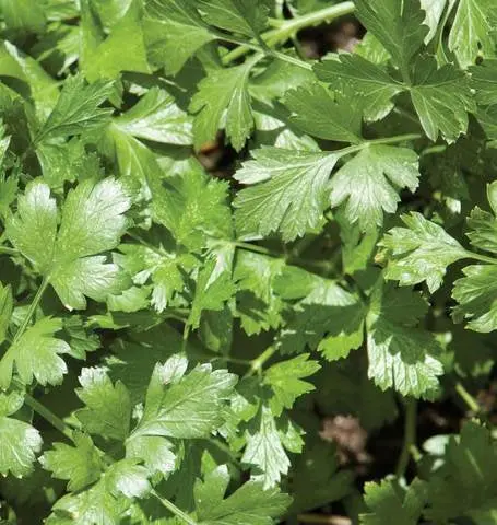 Hr1075 Cilantro Santo Monogerm 1