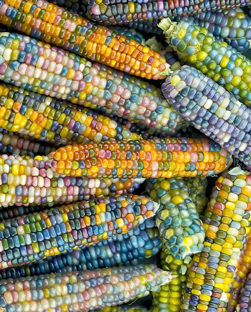 Cn396 Corn Glass Gem Organic 1