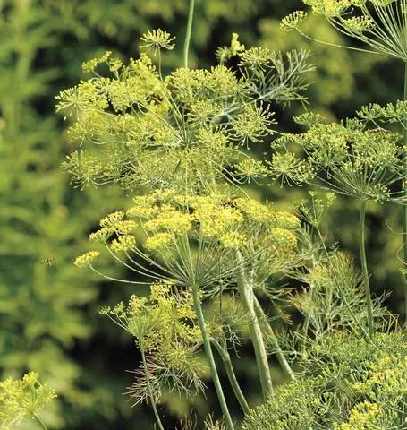 Hr1086 Dill Bouquet 1