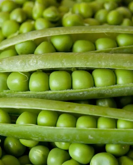 Pe591 Peas Alderman Tall Telephone 1