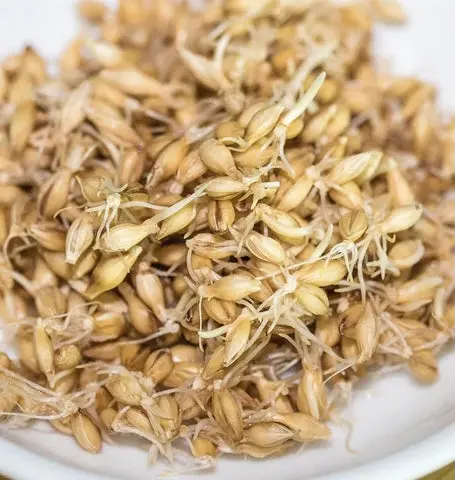 Ss114 Barley Sprouts 1