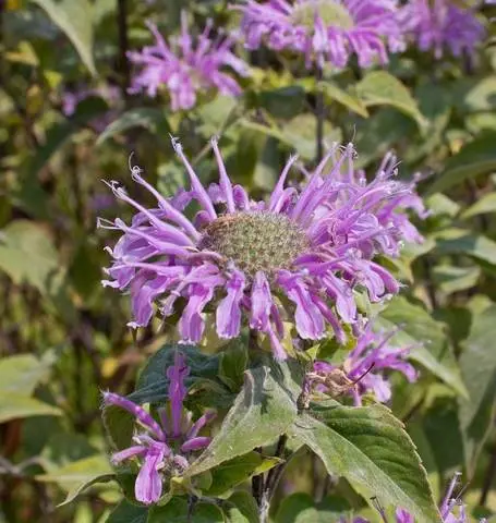 Hr1076 Wild Bergamot 1