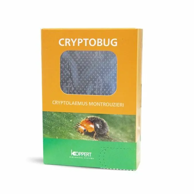 Beneficial Cryptobug 500Pk (04735) 1