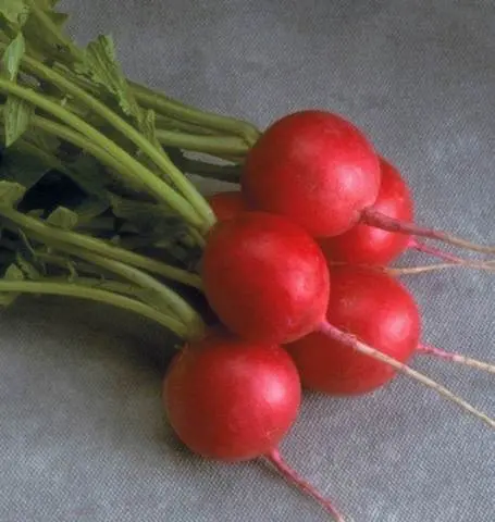 Rd667 Radish Cherriette 1