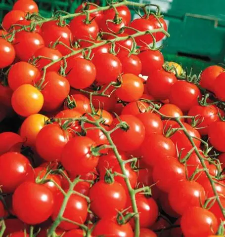 Tm781 Sweet Million Cherry Tomatoes 1