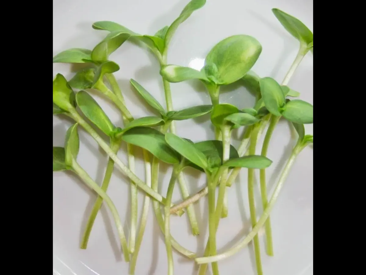 Mg435 Microgreen Sunflower 1