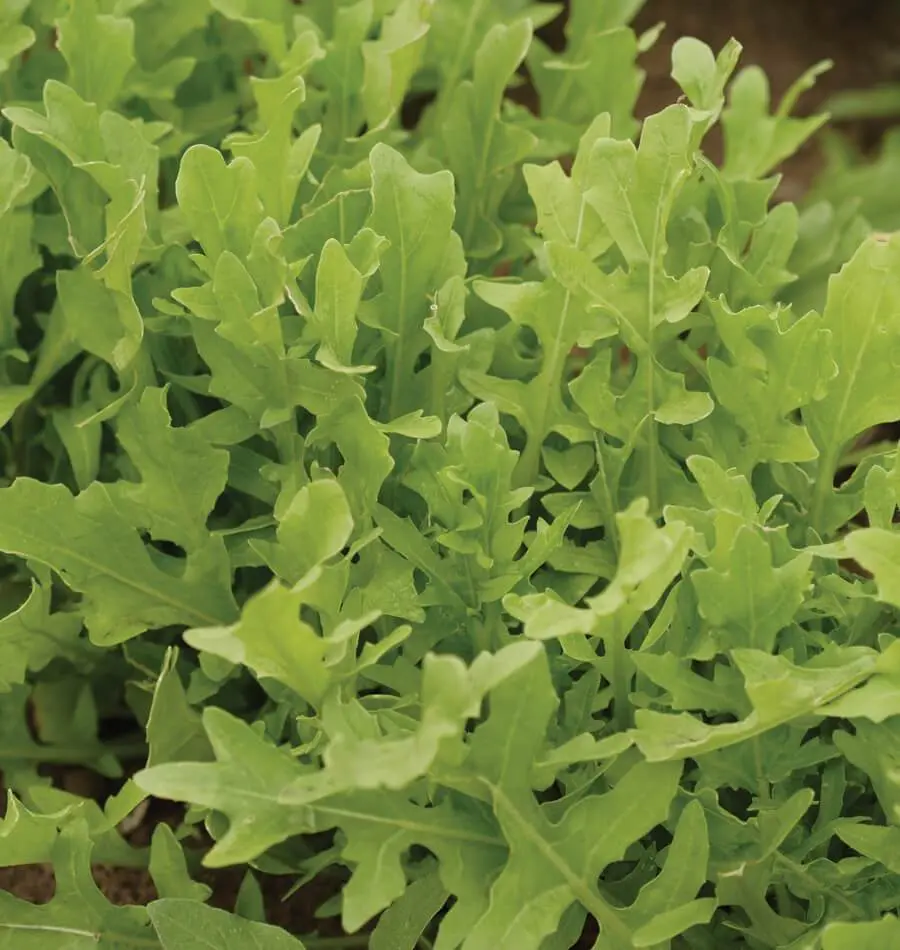 Ms483 Astro Arugula 1