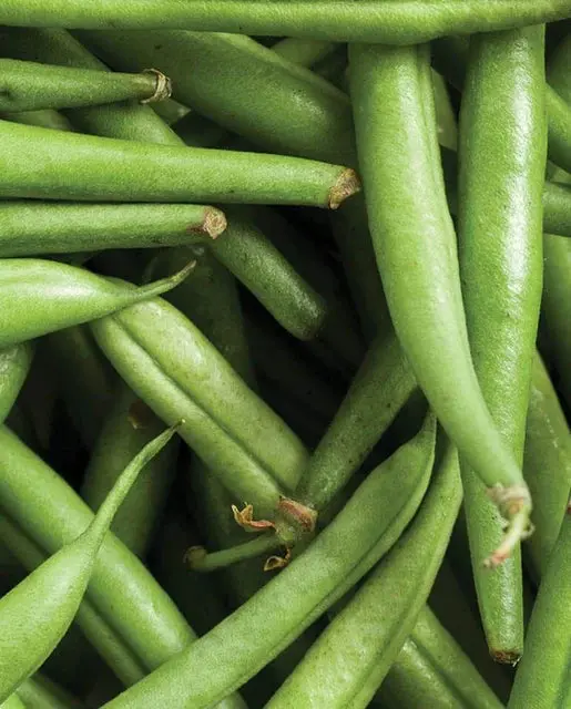 Bn101 Strike Bush Bean 1