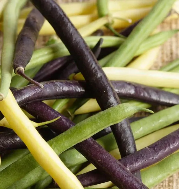 Bn111 Tri Color Bean Blend 1