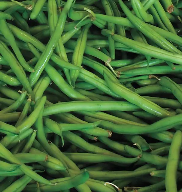 Bn126 Blue Lake Pole Beans 1