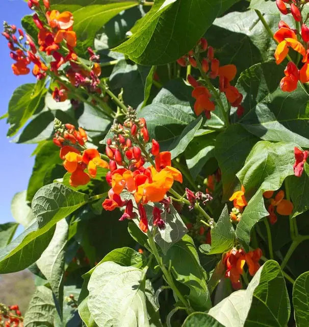 Bn127 Scarlet Emperor Runner Beans 1