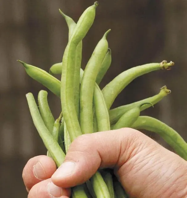 Bn132 Fortex Pole Beans 1