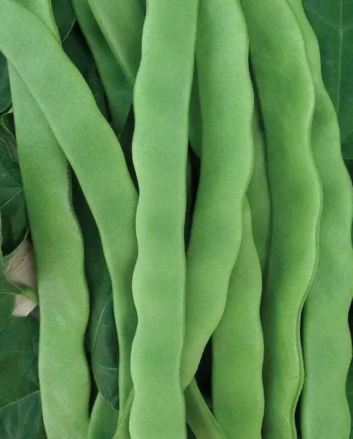 Bn172 Hilda Romano Pole Beans 1