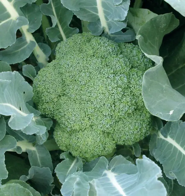 Br181 Broccoli Green Magic F1 1