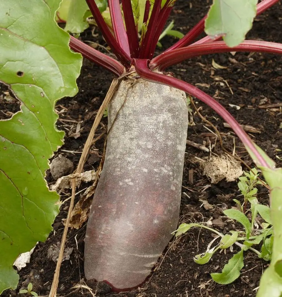 Bt165 Beets Cylindra 1