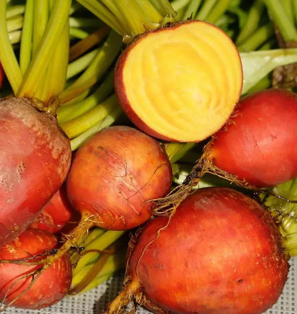 Bt176 Beets Touchstone Gold 1