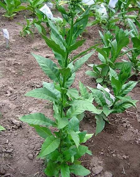 Oriental Seeds Black Sea Samsun Canik 1