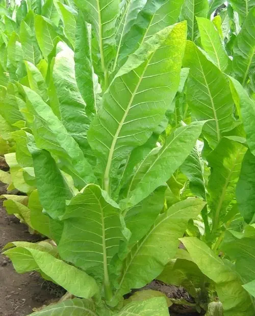 Burley Tobacco Seeds Tn90 1