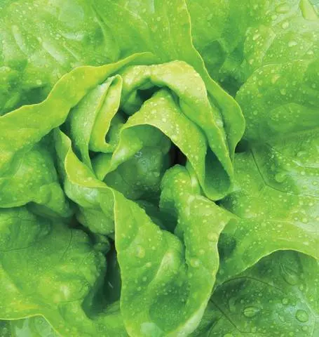 Lt458 Lettuce Buttercrunch 1