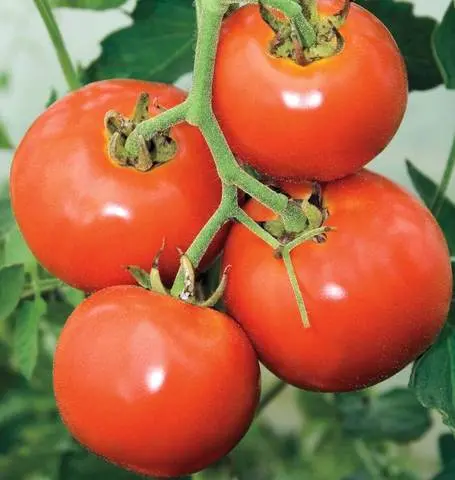 Tm820 Tomatoes Manitoba 1
