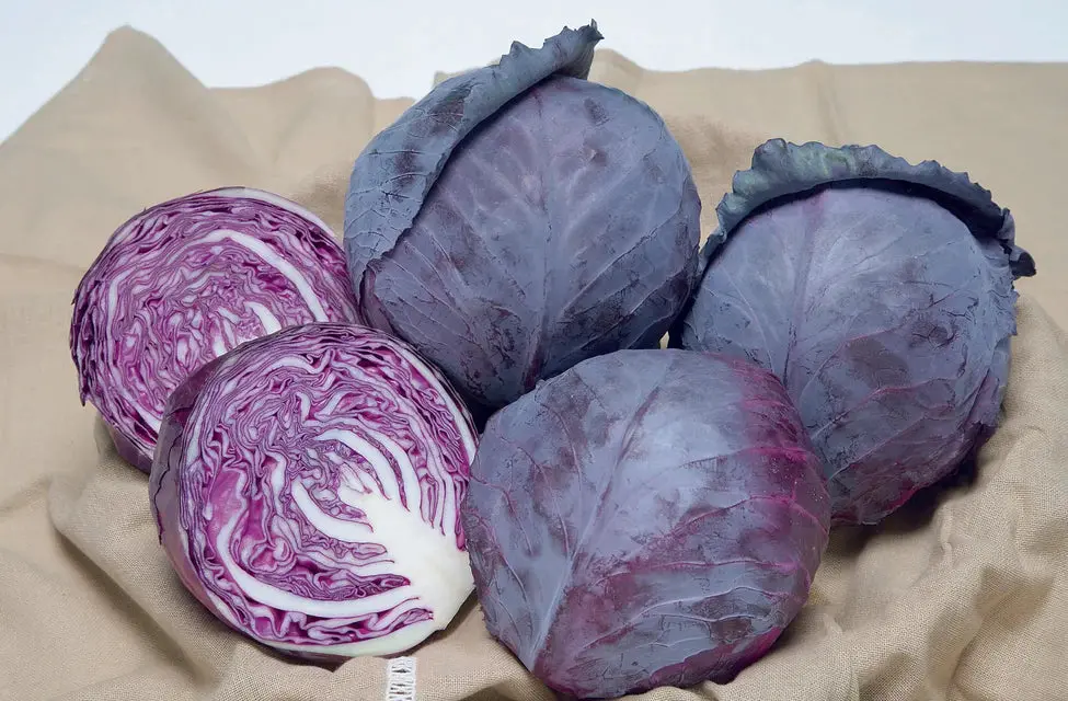 Cb235 Cabbage Ruby Ball 1