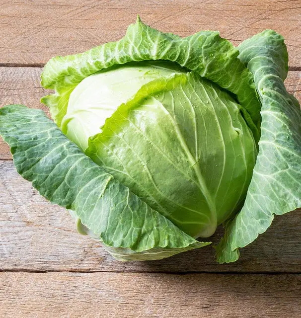 Cb237 Cabbage Copenhagen Market 1
