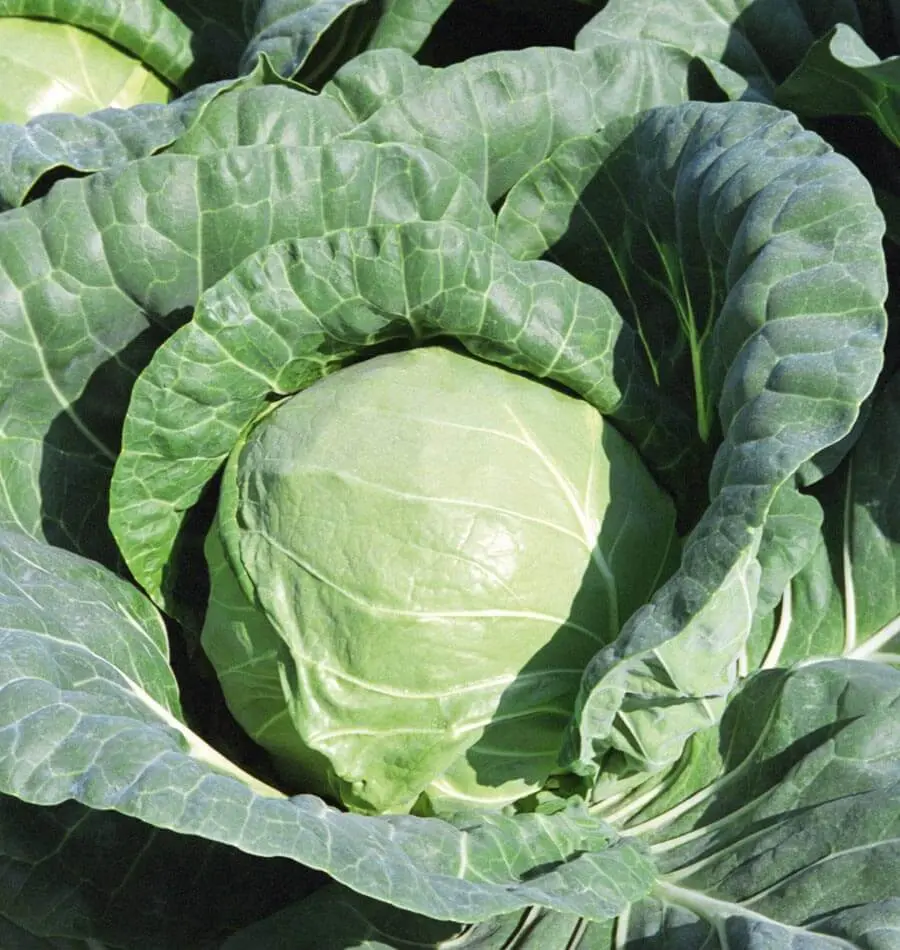 Cb272 Tiara (Coated) Cabbage 1
