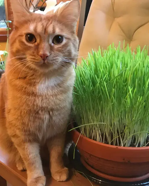 Cc100 Cat Grass 1