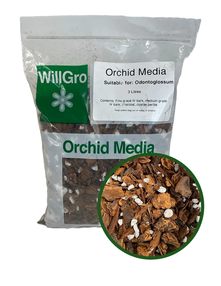 Willgro Odontoglossum Media 3L 1