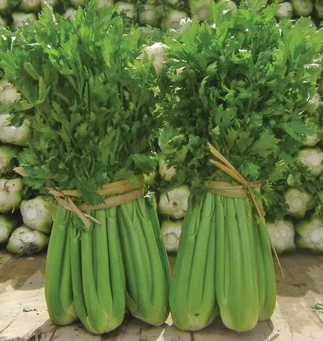 Cl347 Celery Tango 1