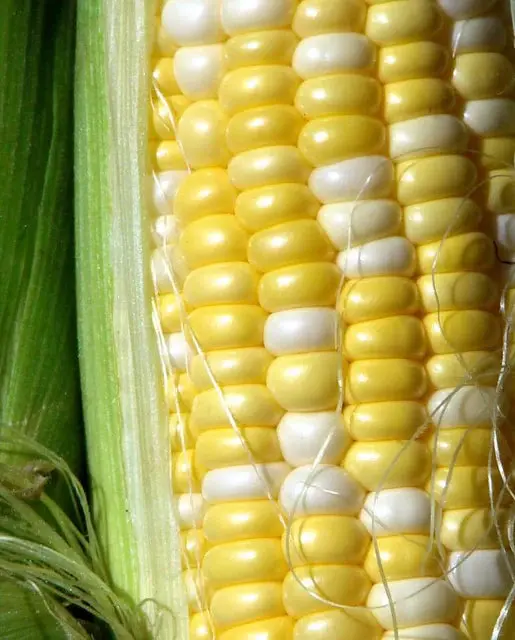 Cn369 Peaches & Cream Corn 1