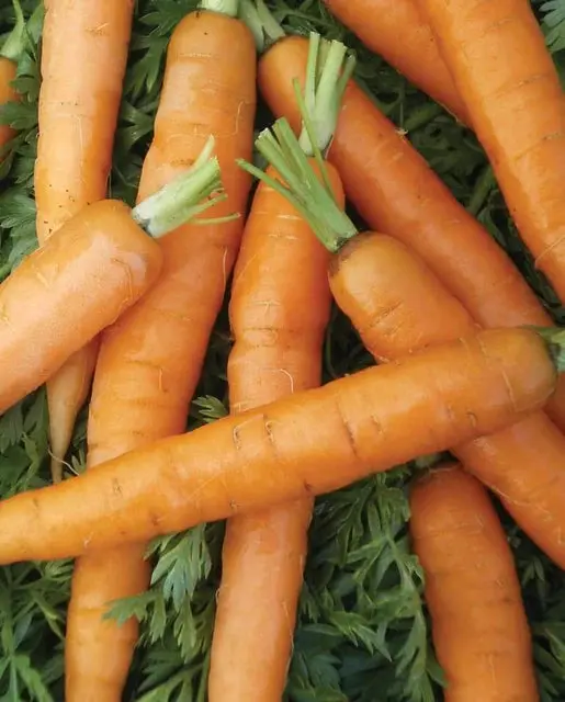 Cr275 Little Fingers Carrots 1