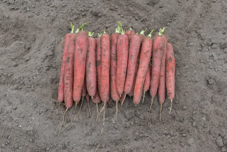 Cr285 Red Sun Carrots 1