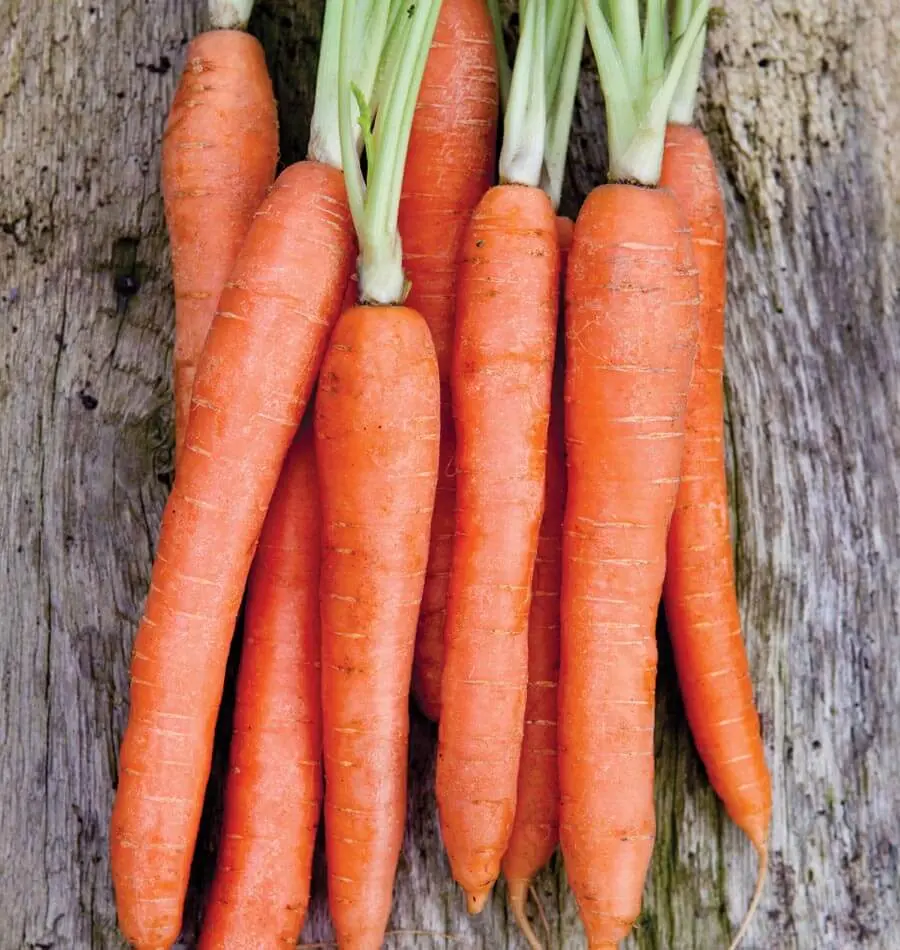 Cr294 Nantes Coreless Carrots 1