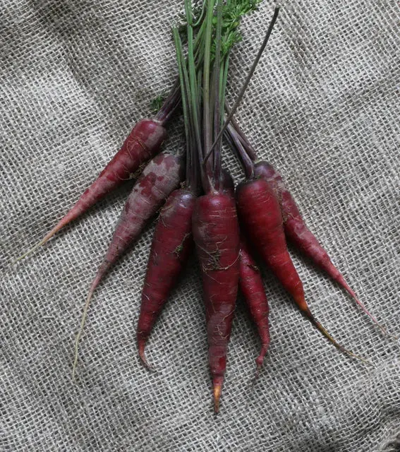 Cr321 Carrots Cosmic Purple 1