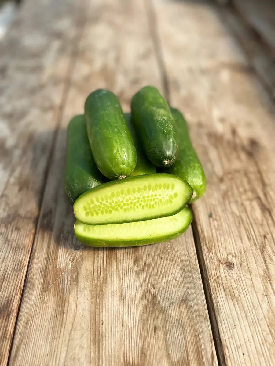 Cu382 Mini Me Cucumbers 1