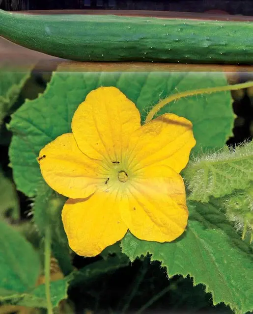 Cu392 Tasty Green Cucumbers 1