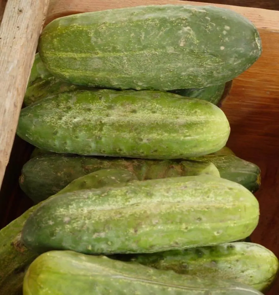 Cu407 Homemade Pickles Cucumbers 1