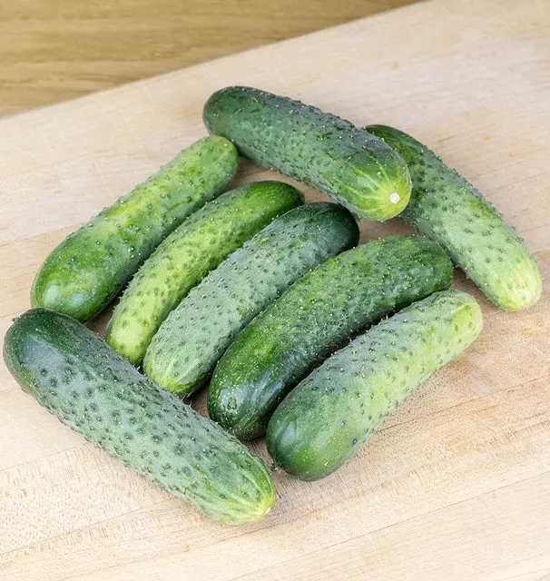 Cu419 Cucumber Artist Gherkin 1