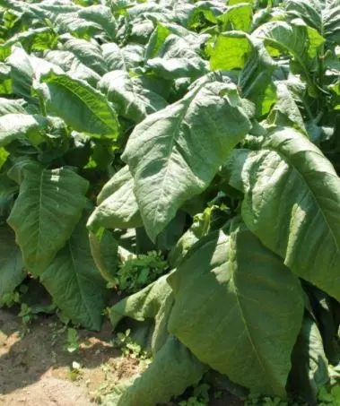 Cigar Seeds Connecticut Broadleaf 1