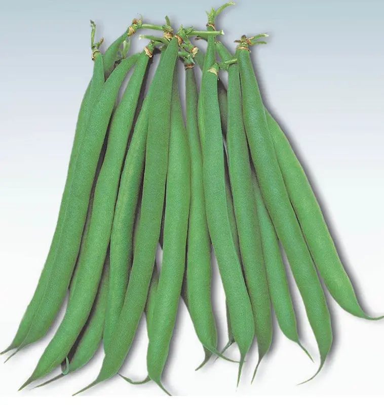 Bn118 Masai Bush Beans 1