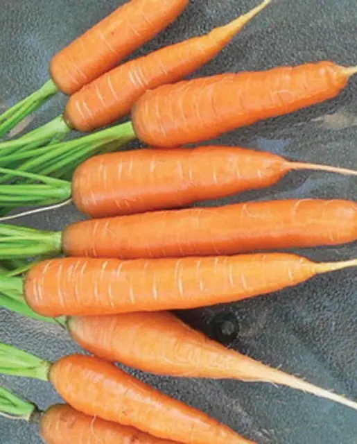 Cr296 Carrot Scarlet Nantes 1