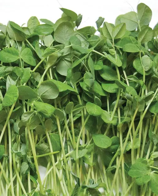 Mg592 Microgreen Peas 1