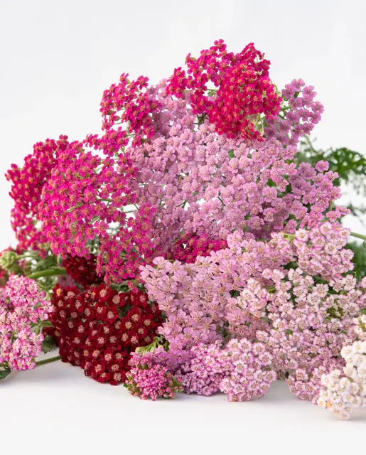 Fl4067 Flowerburst Fruit Bowl Yarrow 1