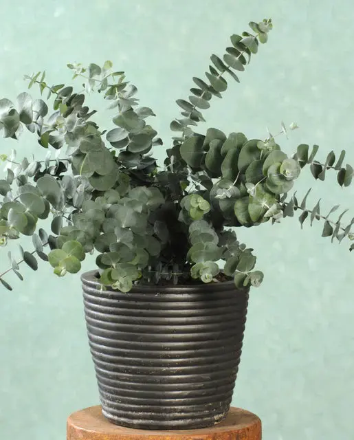 Fl4059 Baby Blue Spiral Eucalyptus 1